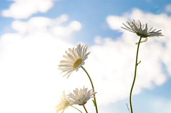 White daisies against blue sky with clouds