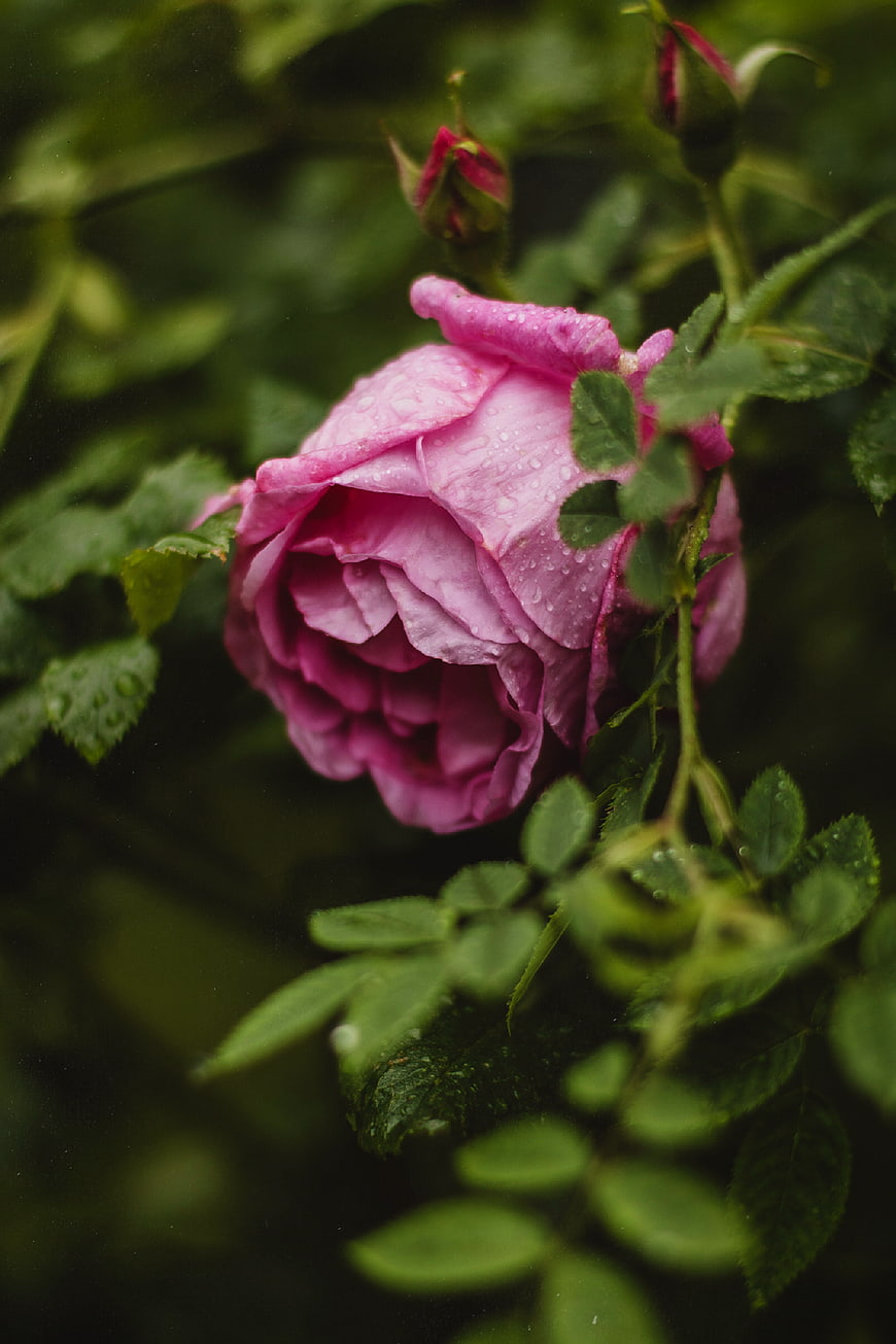 Close-up of a pink rose with raindrops on petals