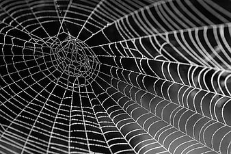Black and white macro of dew-covered spider web pattern