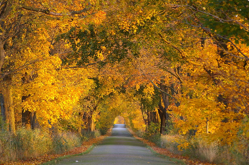 Golden Autumn Tree Tunnel Road Landscape