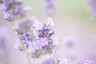 Close-up of blooming lavender flowers with soft purple petals and blurred background