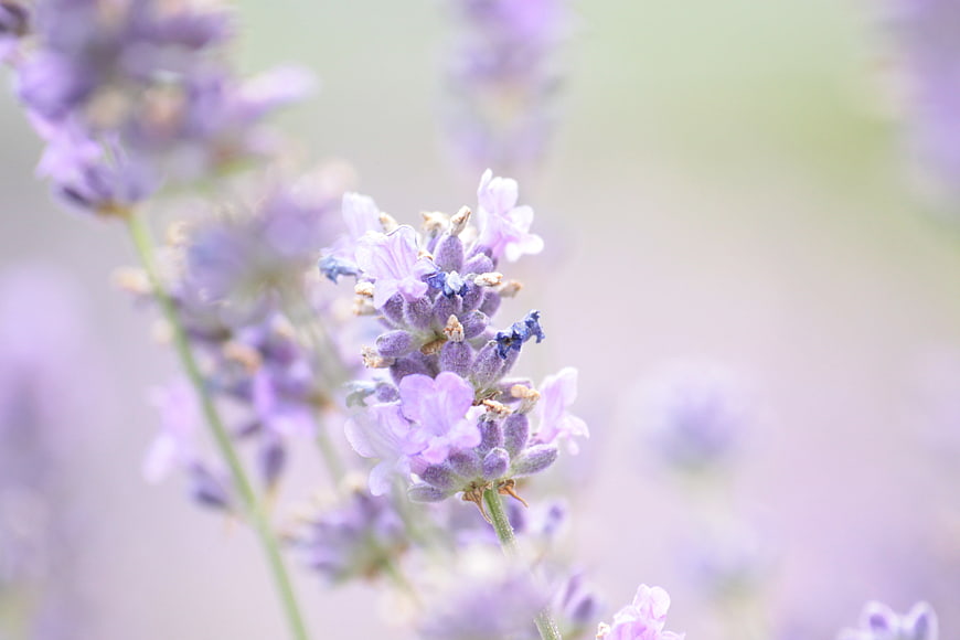 Close-up of blooming lavender flowers with soft purple petals and blurred background
