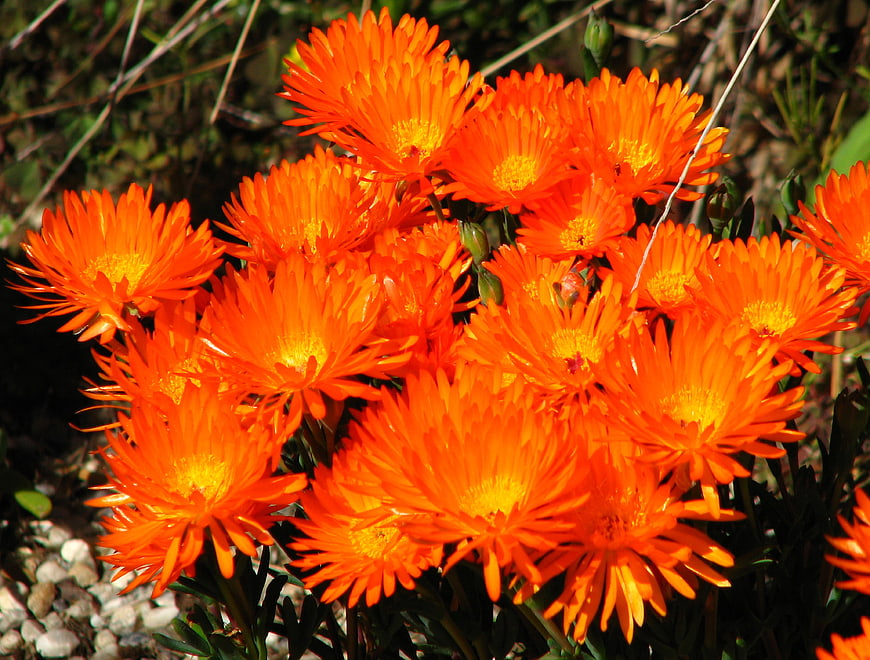 Vibrant Orange Ice Plant Flowers in Sunlight