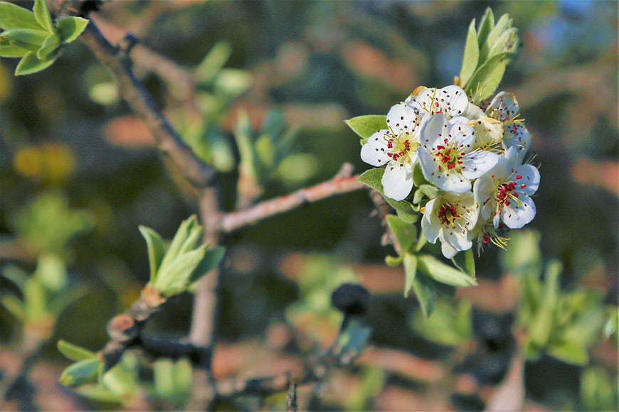 Close-up of white spring blossoms on a tree branch