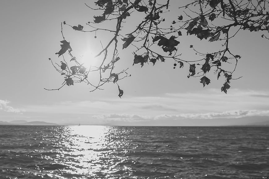 Black and white silhouette of tree branches over sparkling sea