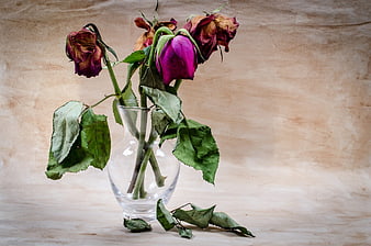 Withered Roses in Glass Vase on Textured Background