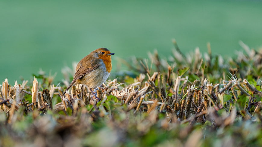 European Robin perched on a hedge in nature