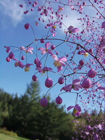 Purple Thalictrum Flowers Against Blue Sky