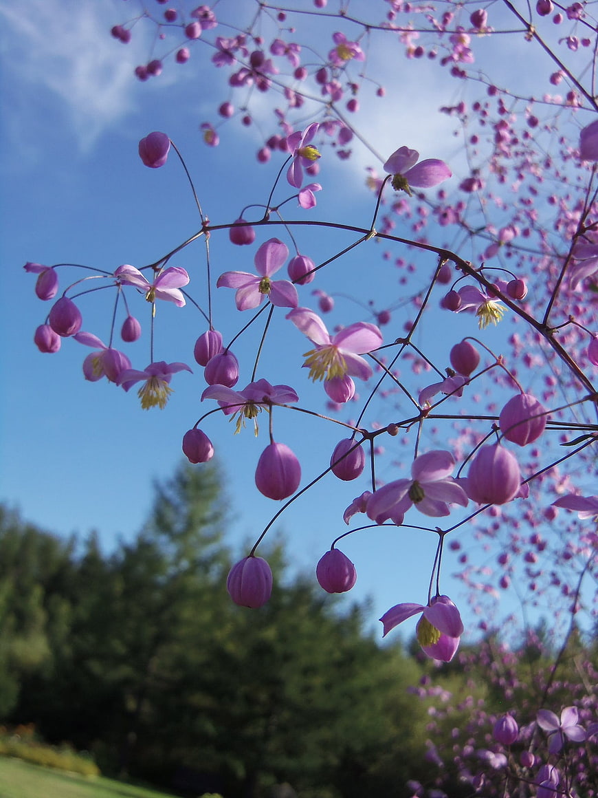 Purple Thalictrum Flowers Against Blue Sky