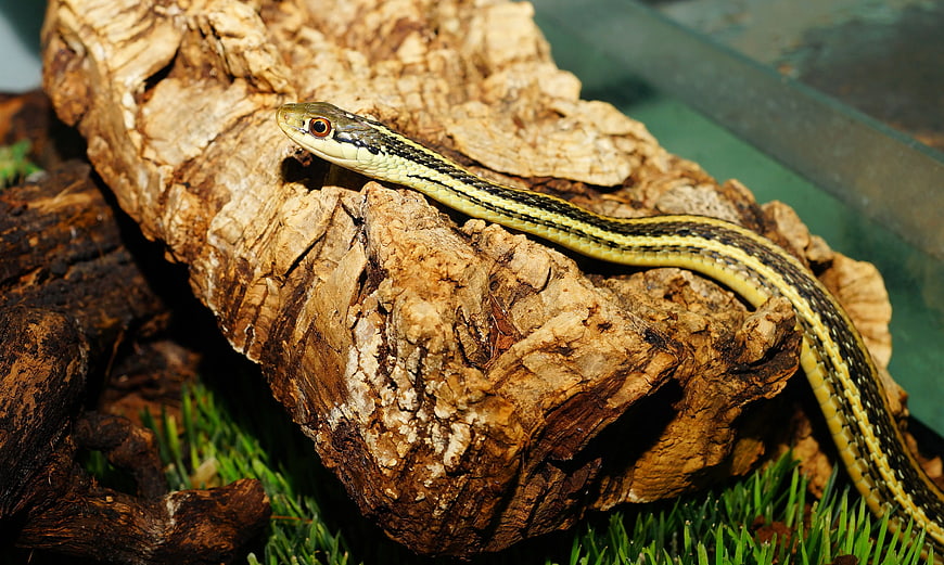 Garter Snake on Textured Bark Log