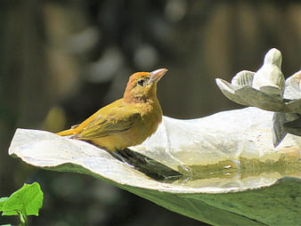 Yellow bird perched on stone birdbath in garden