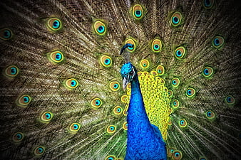 Vibrant male peacock displaying iridescent blue and green plumage