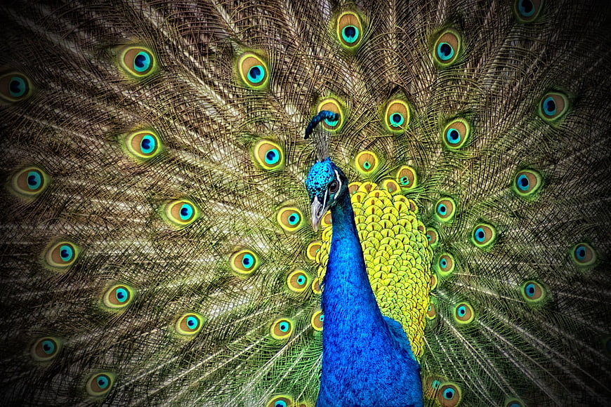 Vibrant male peacock displaying iridescent blue and green plumage