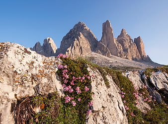 Pink Alpine Flowers Blooming on Rocky Mountain Slope