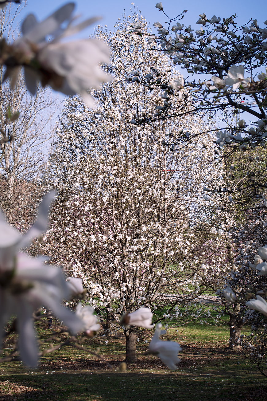 White Magnolia Tree Blooming in Spring Park