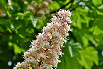 Close-up of white chestnut blossom inflorescence on green leaves