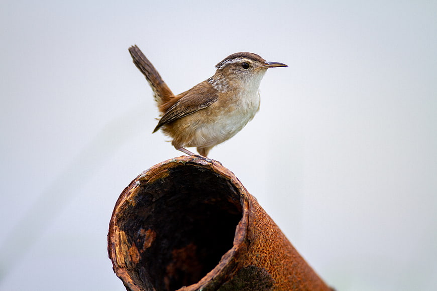 Small brown wren perched on rusty pipe against white background