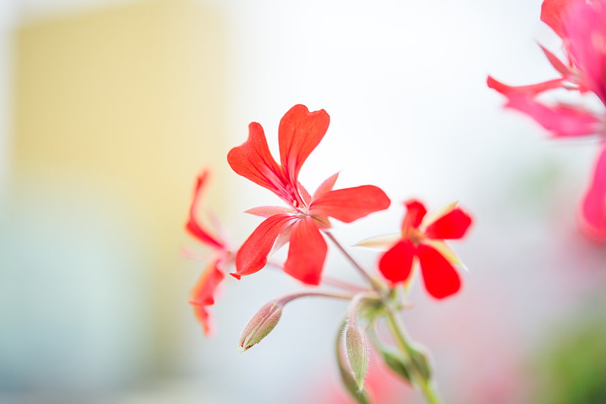 Close-up of vibrant red geranium flowers with soft background