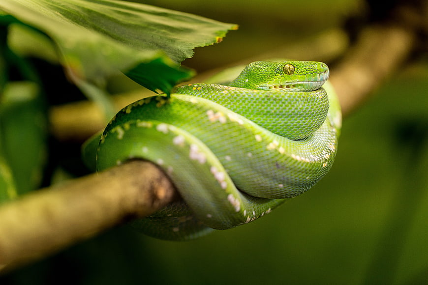 Green Tree Python Coiled on Branch in Jungle