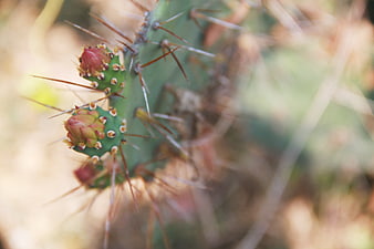Close-up of Prickly Pear Cactus with Flower Buds