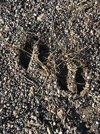 Deer hoof prints in gravel and dirt ground