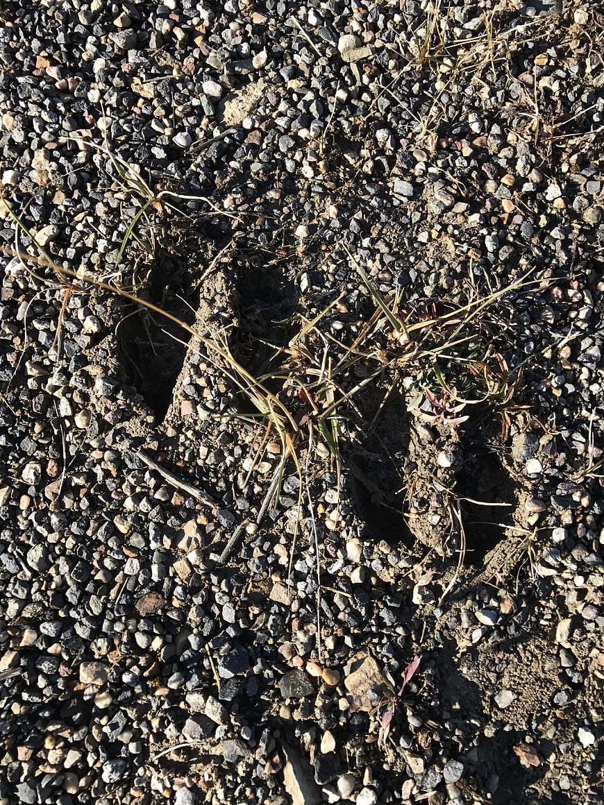 Deer hoof prints in gravel and dirt ground