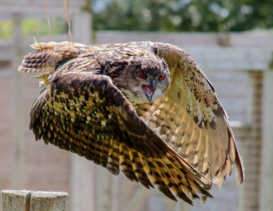 Action shot of an owl in flight with wings spread