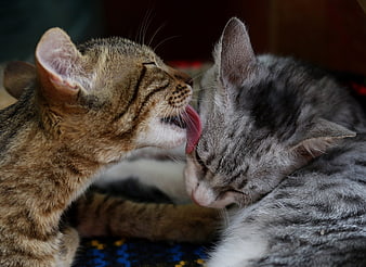 Two Kittens Grooming Each Other in a Cozy Indoor Setting