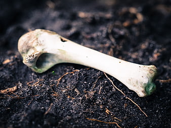 Weathered animal bone on dark soil background