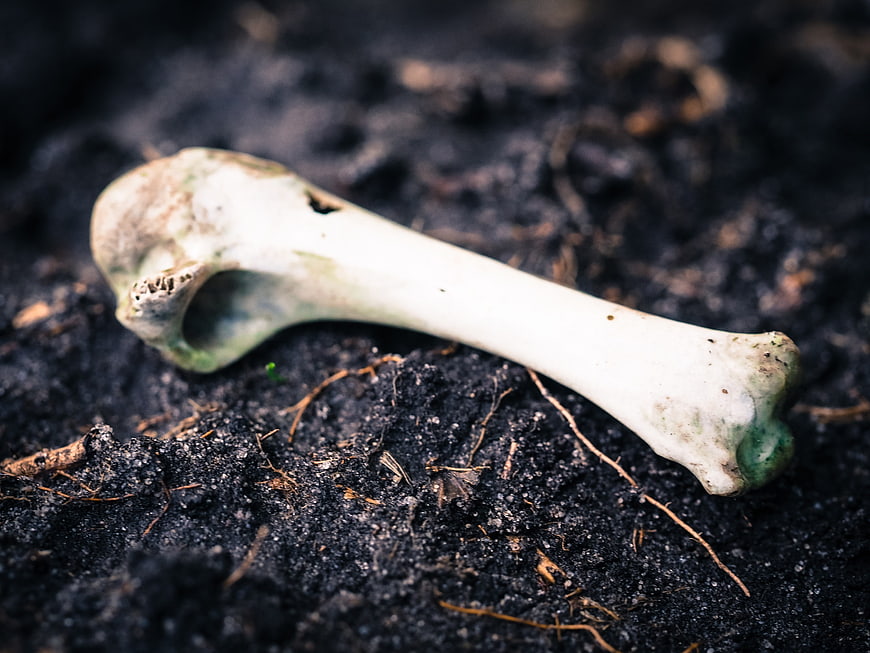 Weathered animal bone on dark soil background