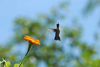 Hummingbird Hovering Near Orange Flower in Flight