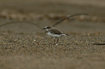 Small Sandpiper Bird Walking on Sandy Beach