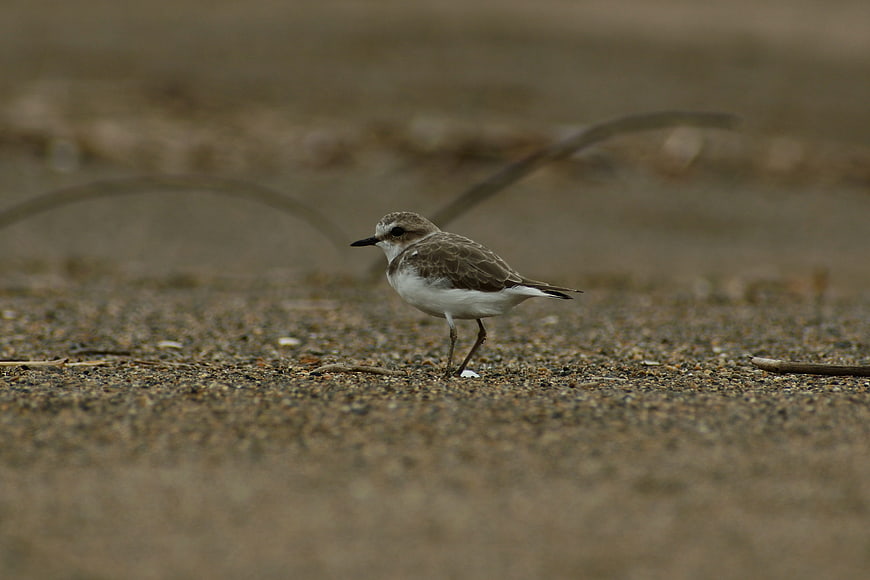 Small Sandpiper Bird Walking on Sandy Beach