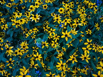 Vibrant Yellow Black-Eyed Susans in Lush Garden Bed
