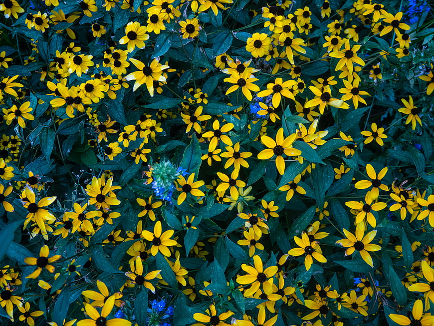 Vibrant Yellow Black-Eyed Susans in Lush Garden Bed