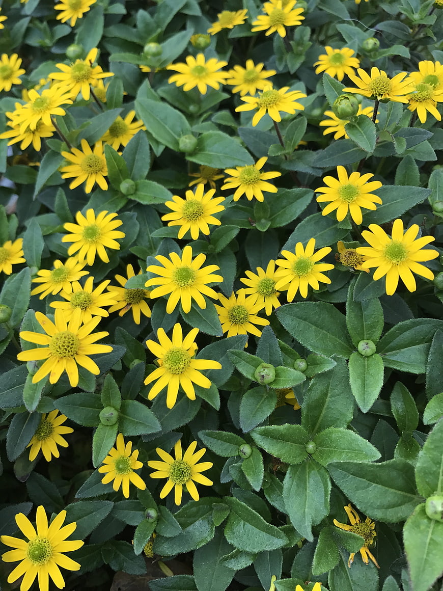 Close-up of vibrant yellow flowers with green leaves