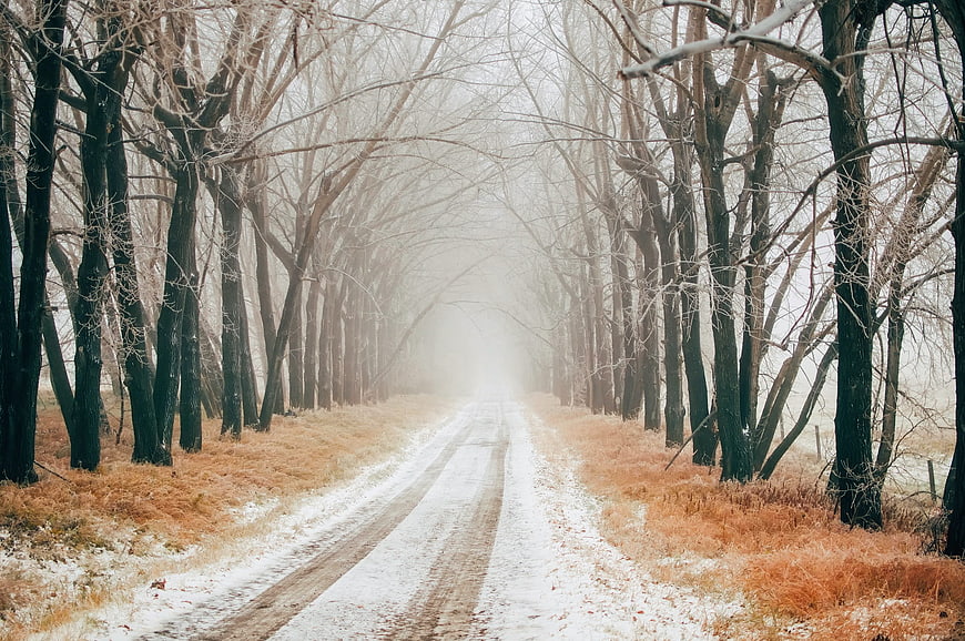 Foggy Winter Road Through Bare Trees with Snow