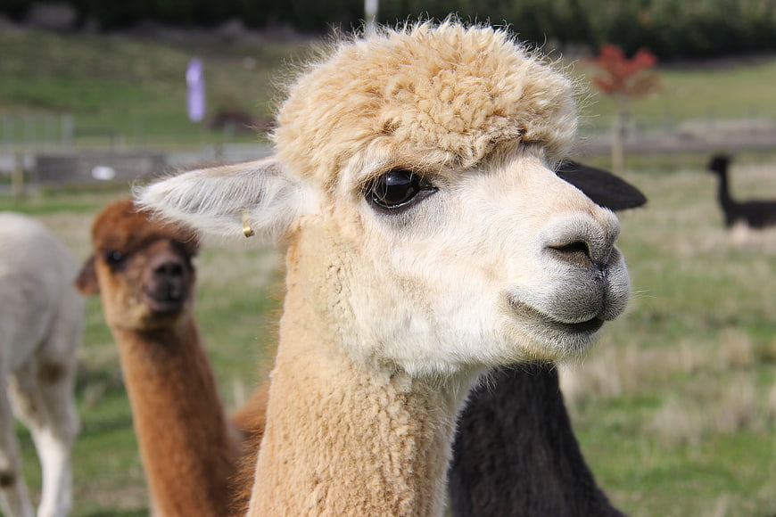 Close-up portrait of a fluffy beige alpaca in a field