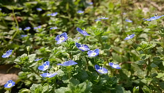 Close-up of Blue Speedwell Flowers in Spring Garden