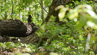 Blackbird perched on mossy log in sunlit forest