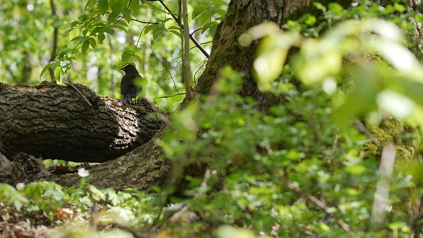 Blackbird perched on mossy log in sunlit forest
