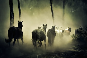 Herd of wild horses running through misty forest