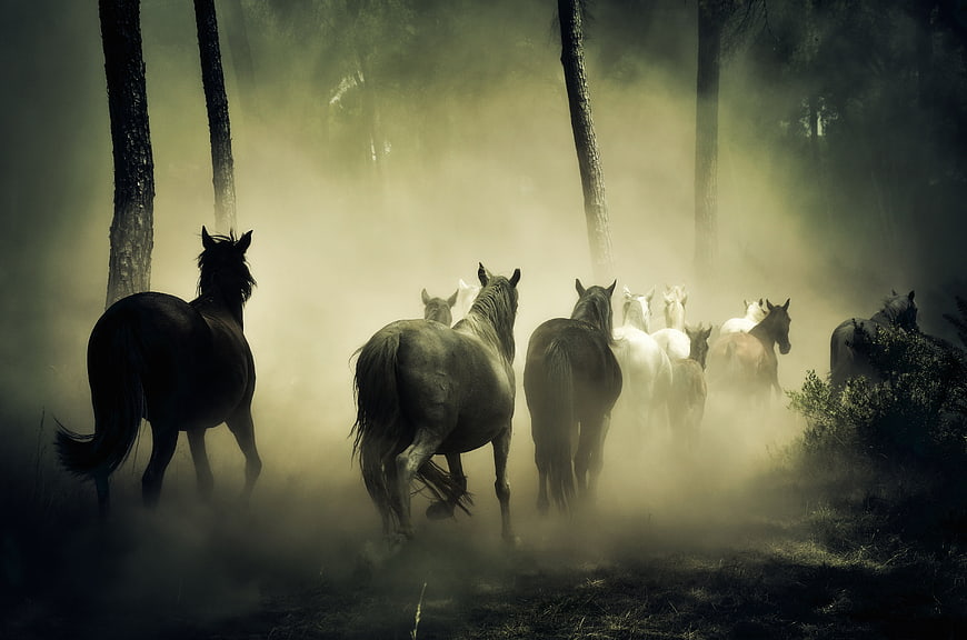 Herd of wild horses running through misty forest