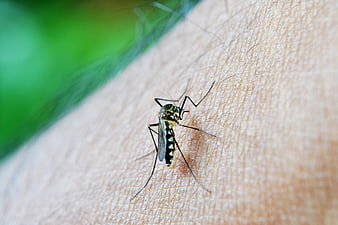 Close-up of a mosquito biting human skin