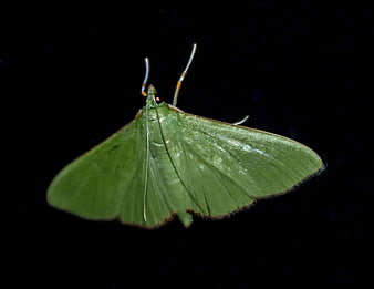 Green Moth on Black Background