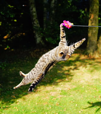 Tabby cat leaping to catch feather toy in garden