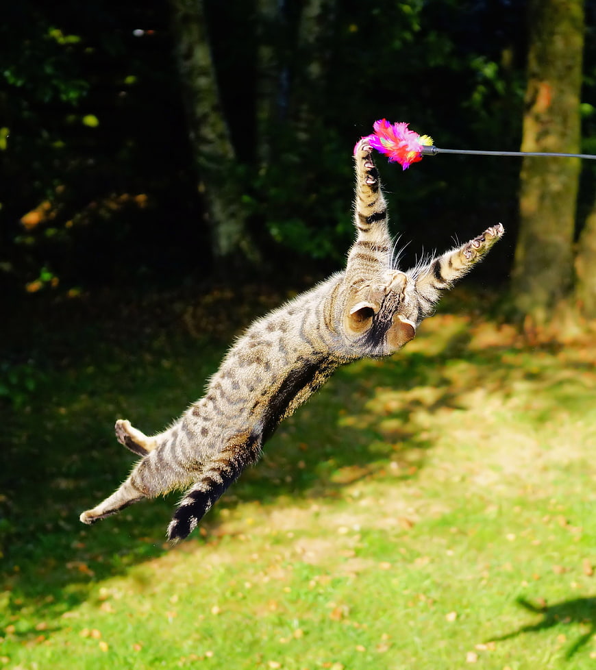 Tabby cat leaping to catch feather toy in garden