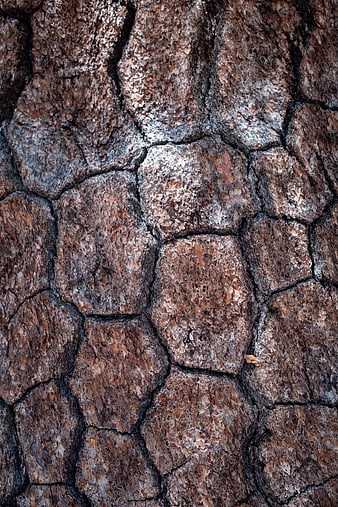 Close-up texture of rough brown tree bark pattern