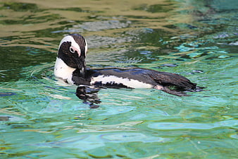 African Penguin Swimming in Clear Turquoise Water