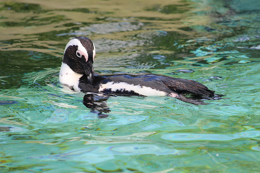 African Penguin Swimming in Clear Turquoise Water